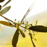 Baby Olives