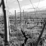 64807_10100432989562500_1444253108_n