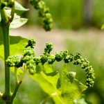 318133_10100201689739200_1939149105_n (1)