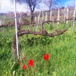 536737_10100477575332260_2098536071_n